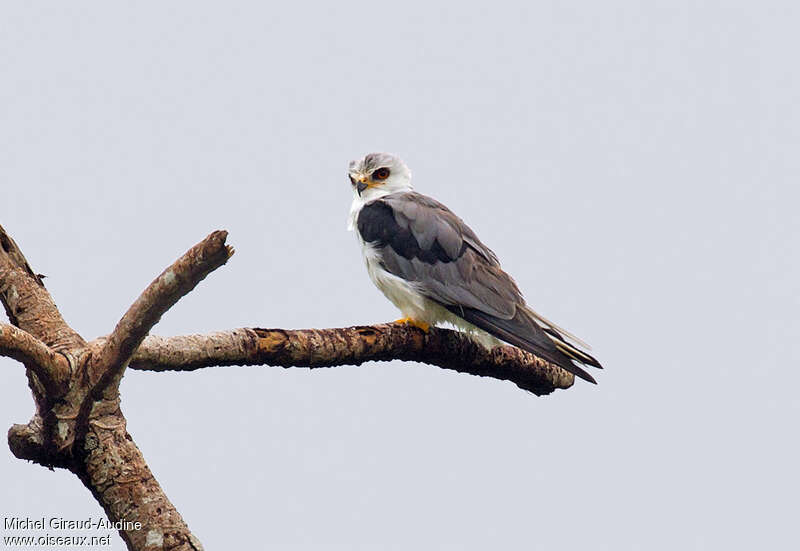 White-tailed Kiteadult, identification