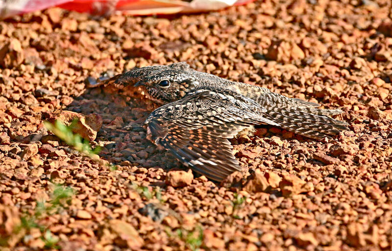 Lesser Nighthawk female, Reproduction-nesting