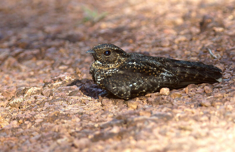 Blackish Nightjar male adult