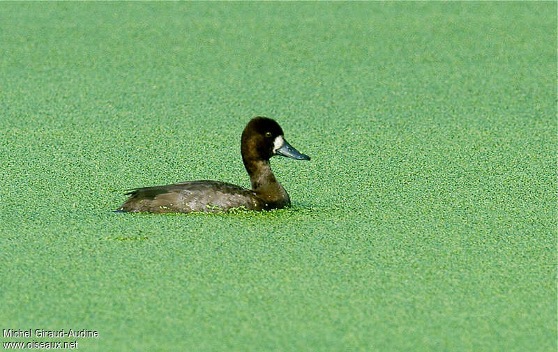 Lesser Scaup female adult transition, identification