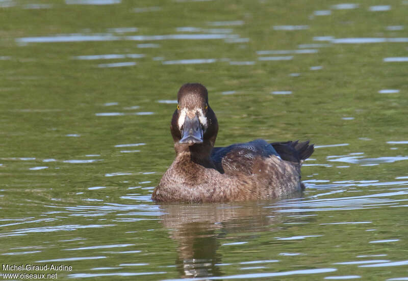 Lesser Scaup male First year, close-up portrait