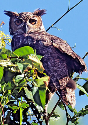 Great Horned Owl