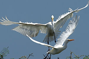 Great Egret 
&copy; Michel Giraud-Audine
