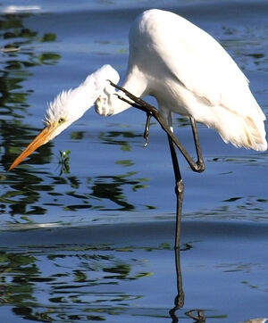 Great Egret 
&copy; Michel Giraud-Audine