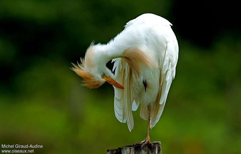 Western Cattle Egret, care