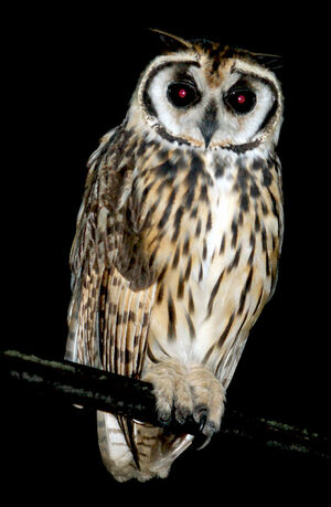 Striped Owl
