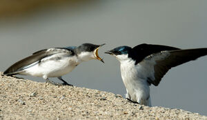 Hirondelle � ailes blanches