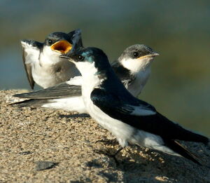 Hirondelle � ailes blanches