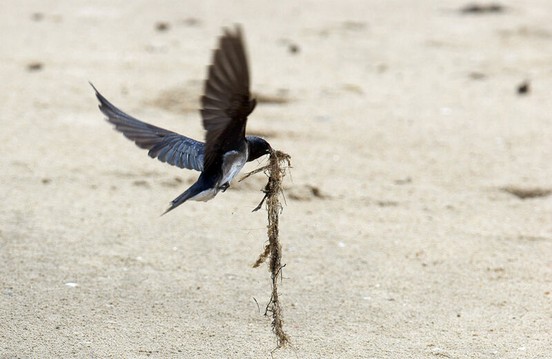 Grey-breasted Martin, Reproduction-nesting