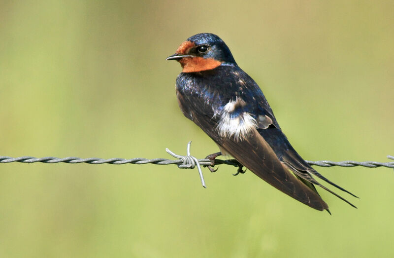 Barn Swallow male adult