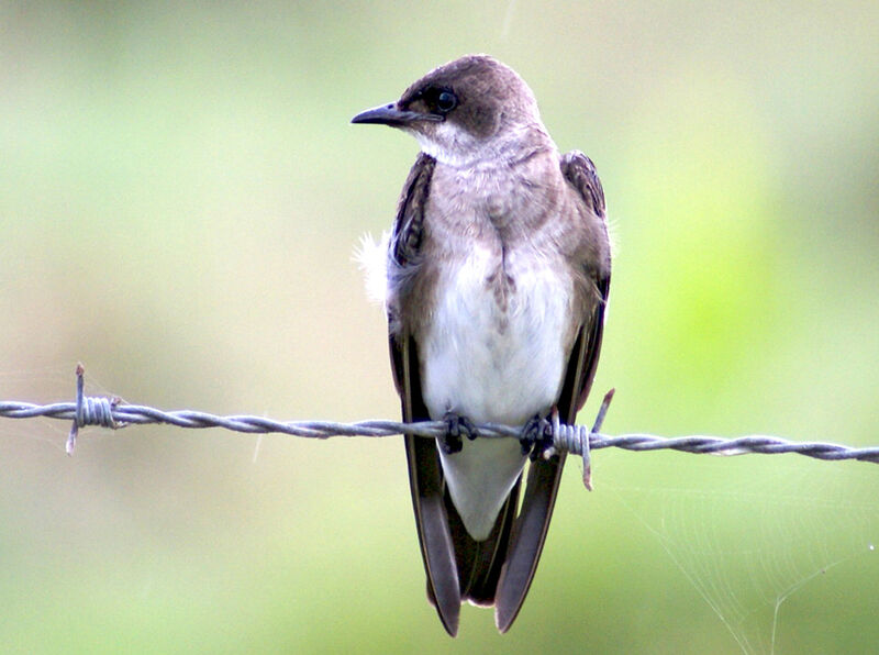 Brown-chested Martin, identification