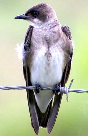 Brown-chested Martin