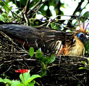 Hoatzin