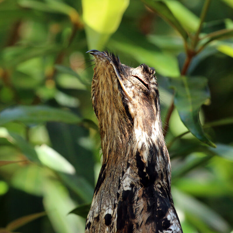 Common Potoo female adult, close-up portrait, Reproduction-nesting