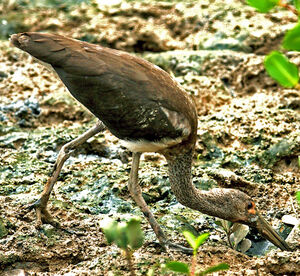 Ibis rouge