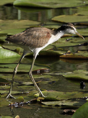 Jacana noir
