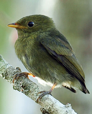 Golden-headed Manakin