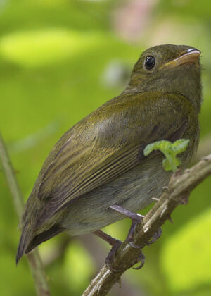 Manakin � t�te d'or