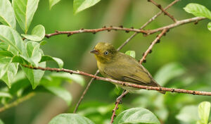 Manakin aur�ole