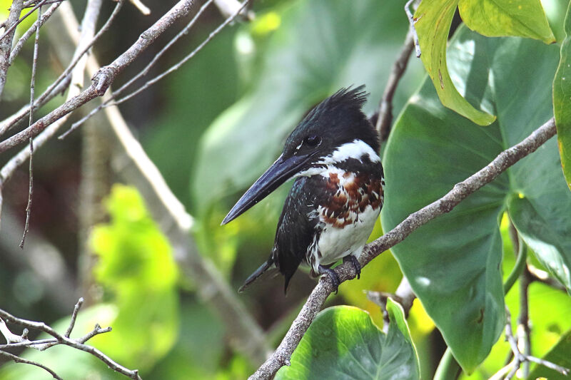 Amazon Kingfisher male subadult