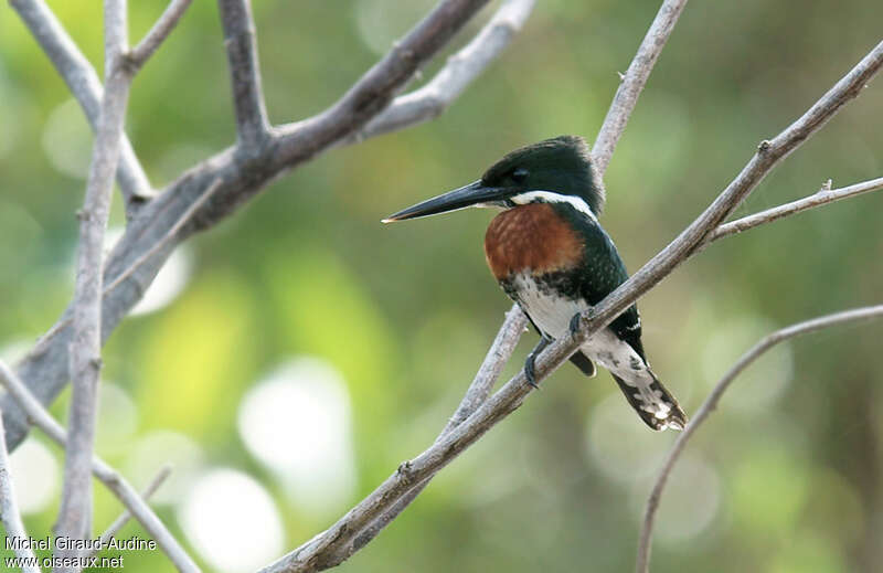 Green Kingfisher male adult, identification