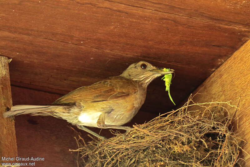 Pale-breasted Thrushadult, feeding habits, Reproduction-nesting