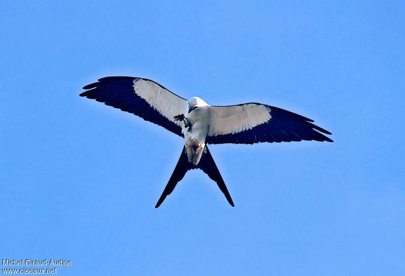 Swallow-tailed Kite, feeding habits, fishing/hunting