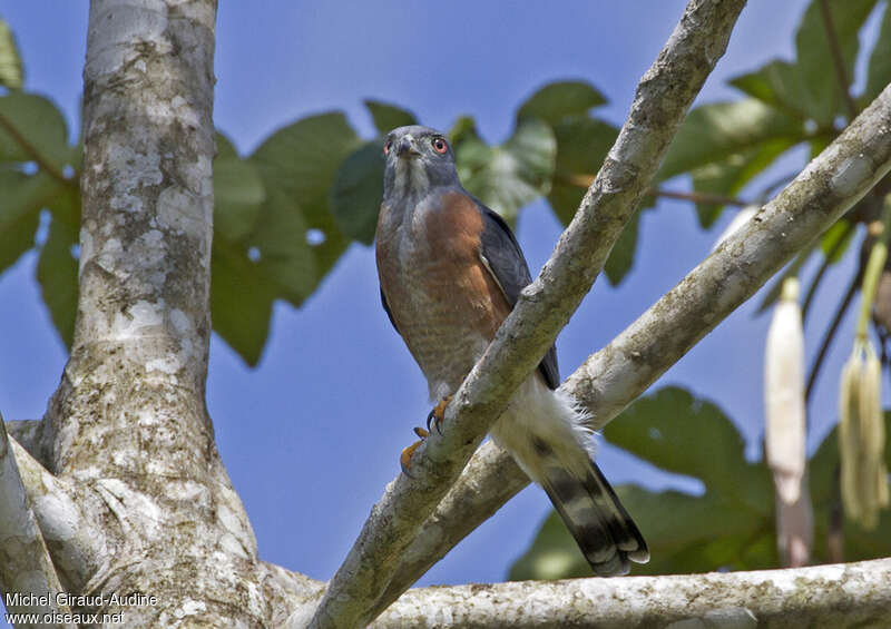 Double-toothed Kiteadult, identification