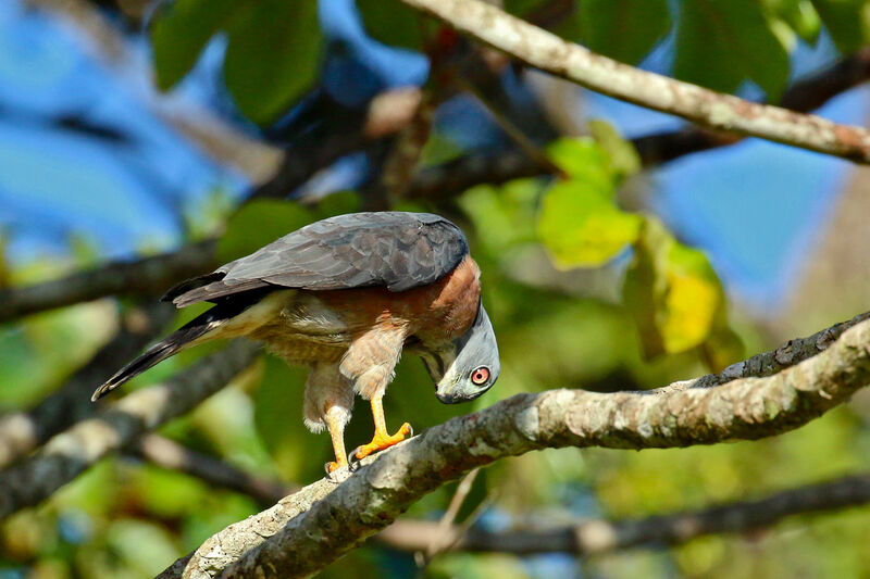 Double-toothed Kite female