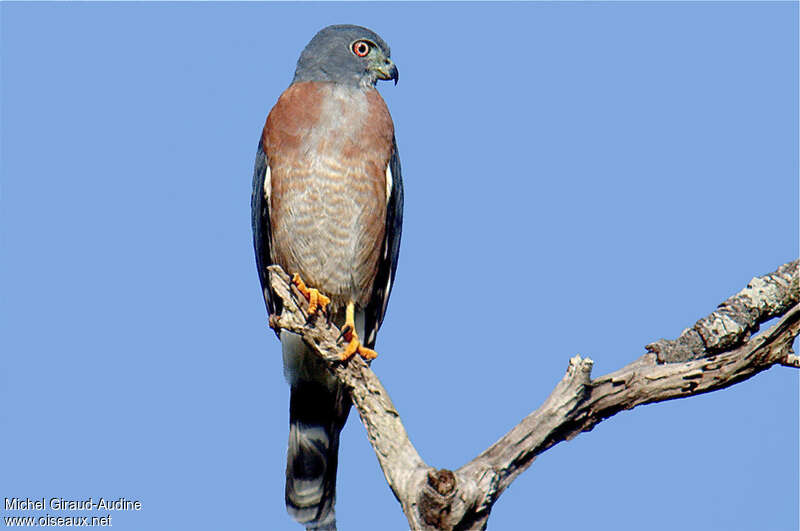 Double-toothed Kiteadult, close-up portrait