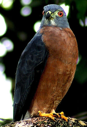 Double-toothed Kite