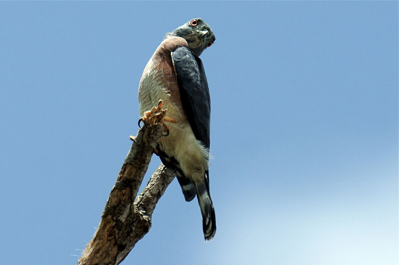 Double-toothed Kiteimmature