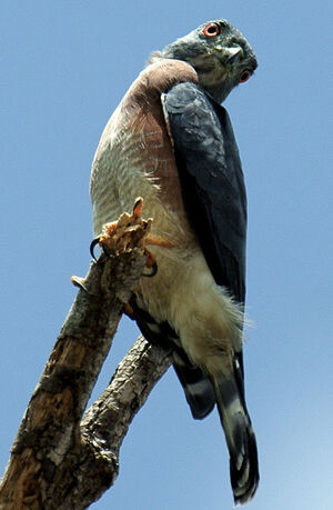 Double-toothed Kite