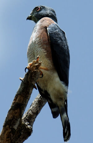 Double-toothed Kite
