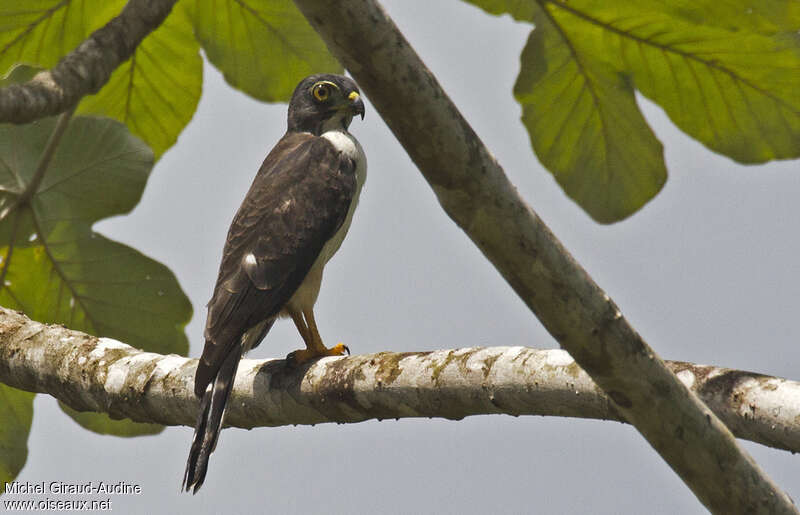 Double-toothed Kitejuvenile, identification