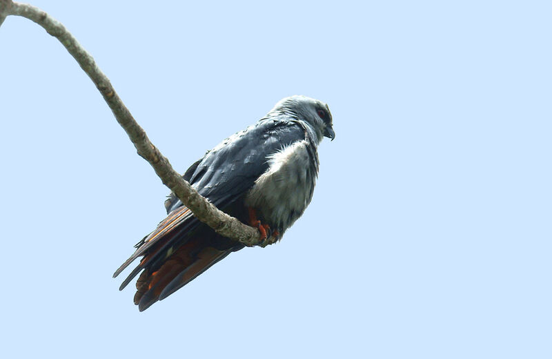 Plumbeous Kite, identification
