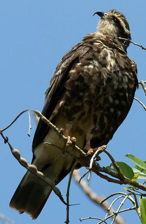 Snail Kite