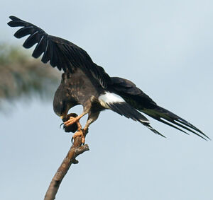 Snail Kite