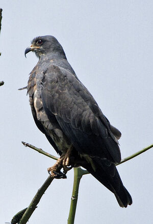 Snail Kite