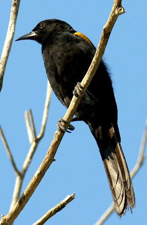 Epaulet Oriole