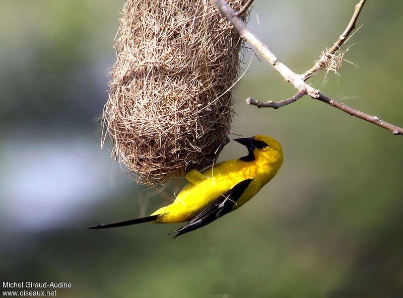 Yellow Orioleadult, Reproduction-nesting