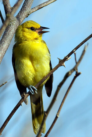 Oriole jaune
