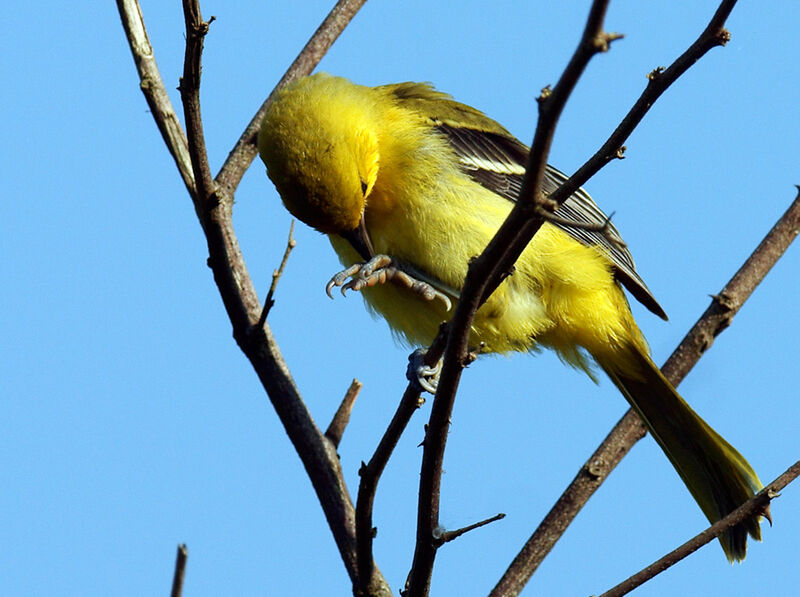 Yellow Oriole, identification
