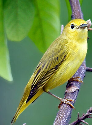 Paruline jaune