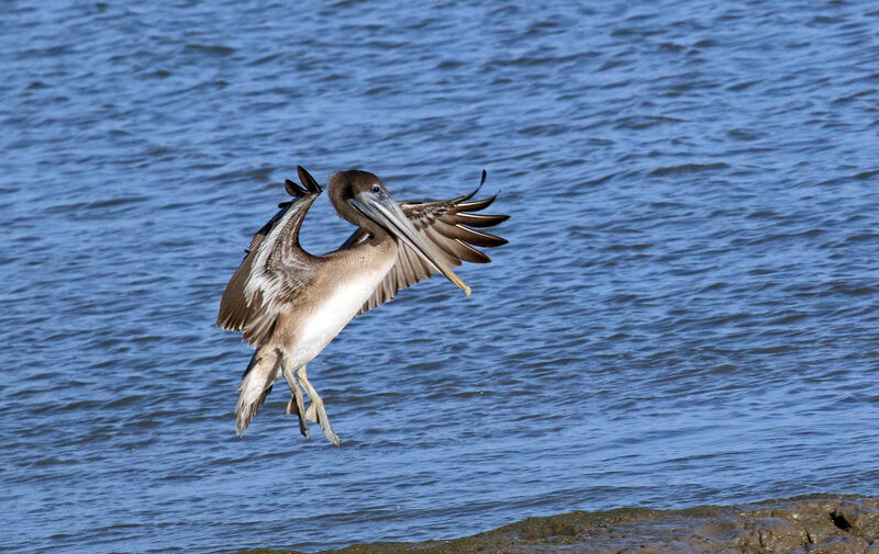Brown Pelicanimmature, Flight