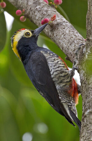 Yellow-tufted Woodpecker