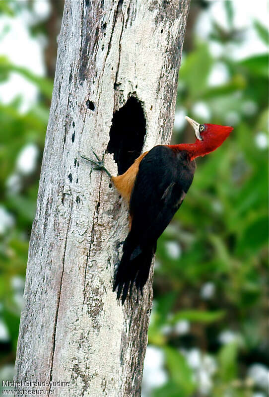 Red-necked Woodpecker female adult, Behaviour
