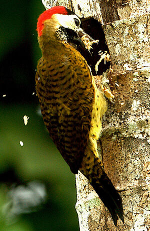 Spot-breasted Woodpecker