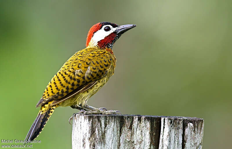 Spot-breasted Woodpecker male adult, identification