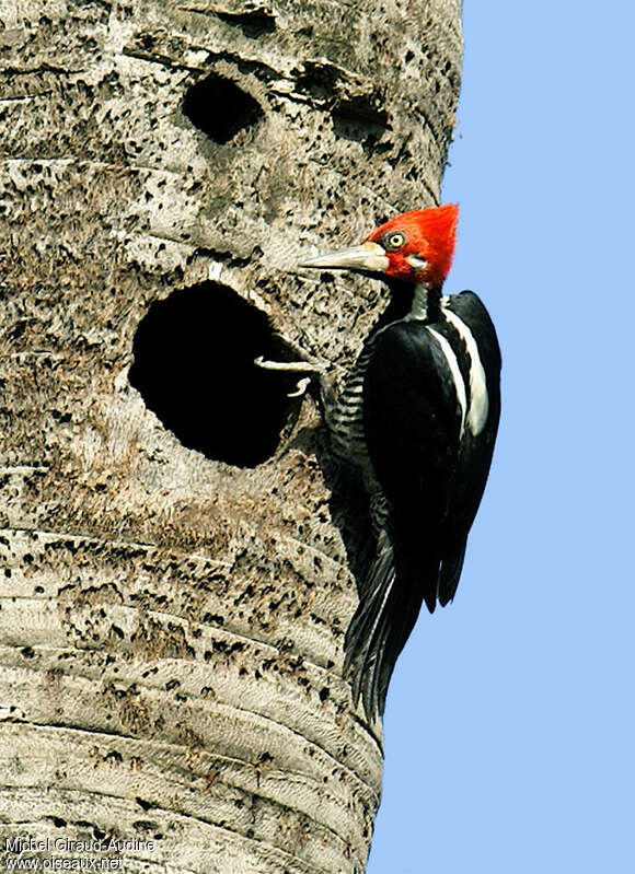 Crimson-crested Woodpecker male adult, Reproduction-nesting